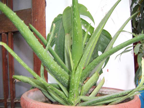 aloevera.jpg