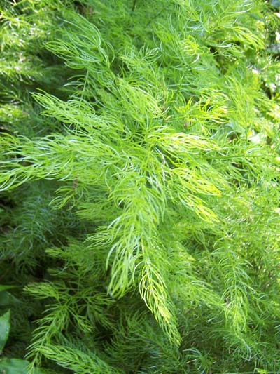 asparagusracemosus.jpg