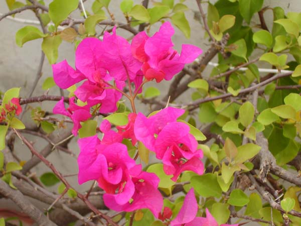 bouigainvilleaspectabilis.jpg