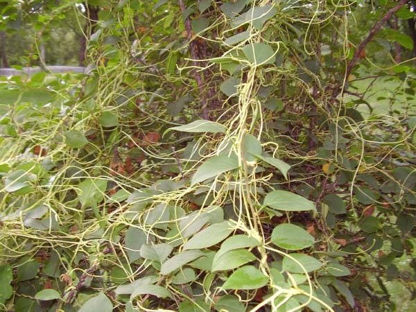 cassythafiliformis.jpg