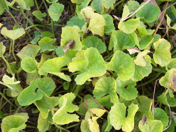 centellaasiatica.jpg