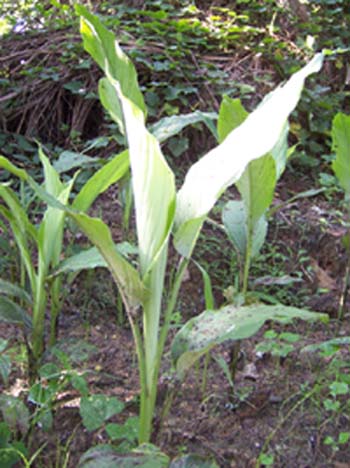 curcumalonga.jpg