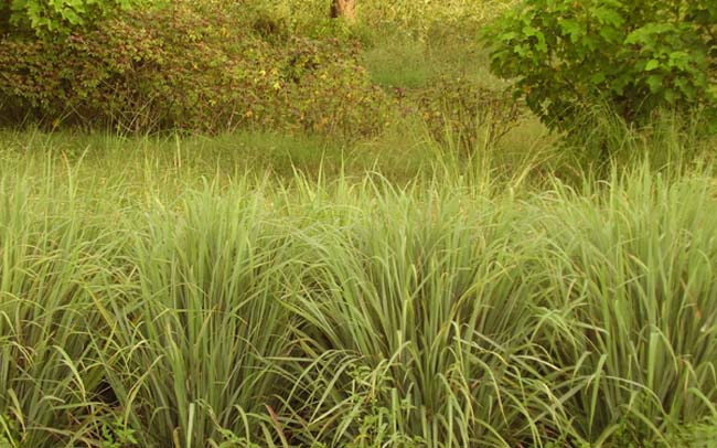 cymbopogonflexuosus.jpg