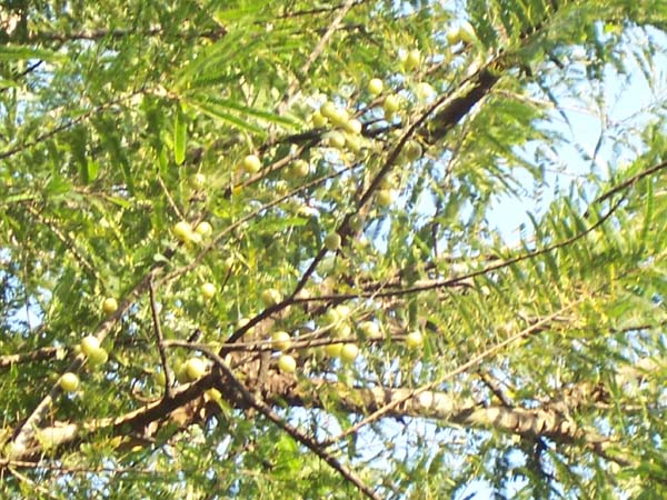 phyllanthusemblica.jpg