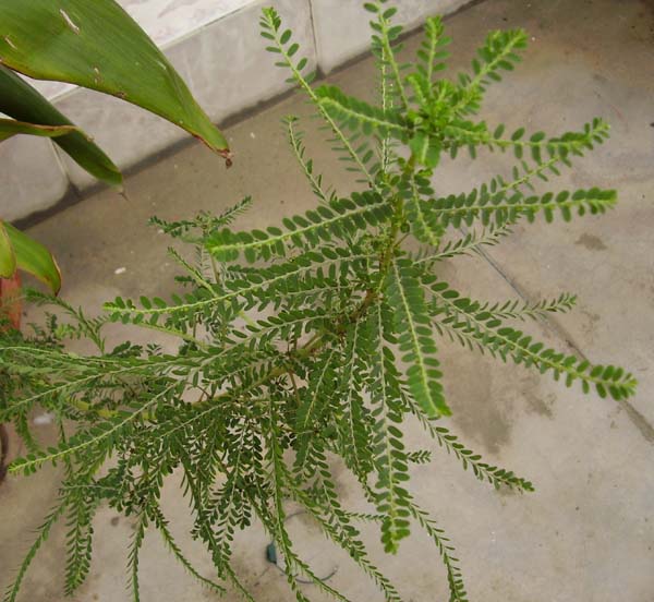 phyllanthusniruri.jpg