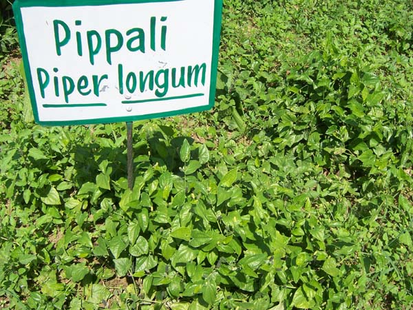 piperlongum.jpg